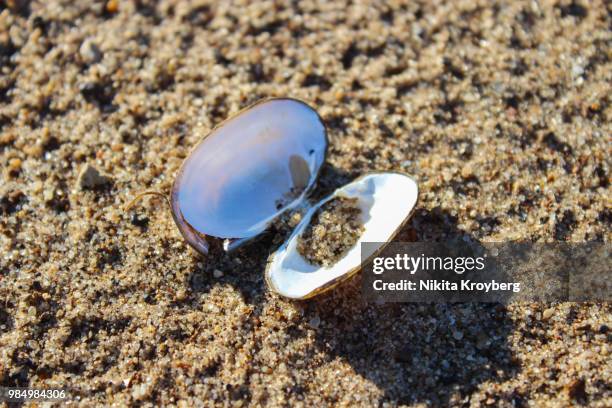 River Shell Photos and Premium High Res Pictures - Getty Images