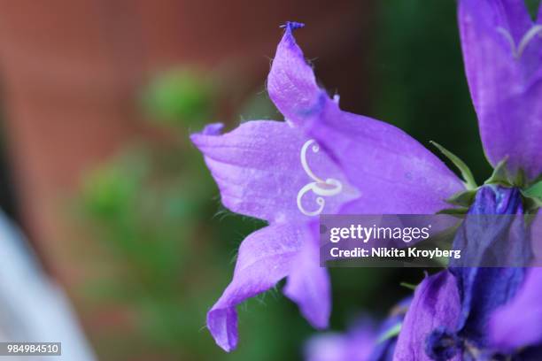 purple bell - violetta bell foto e immagini stock