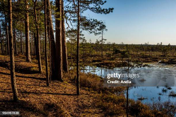 Hiking path in Kemeri National Park, especially known for its forests, swamps and peat lands.