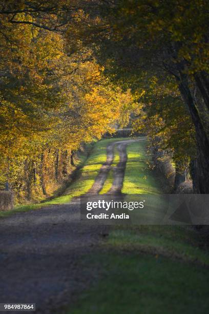 Charolles, Autumnal landscape of a country path, in an undergrowth in the Charolais' countryside.