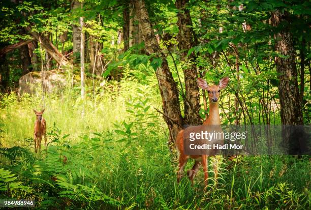 deer and the baby in forest. - hadi stock pictures, royalty-free photos & images