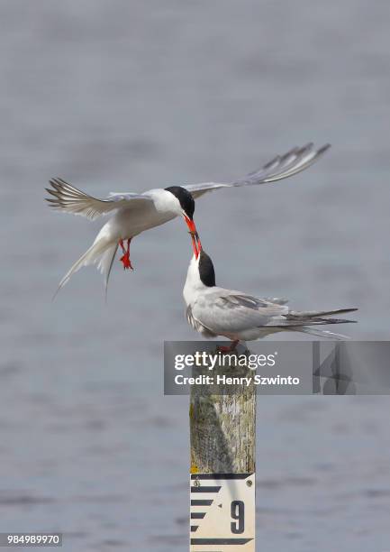 a common tern feeding it's mate in keyhaven, pennington, oxey and normandy marshes, hampshire, england, north america. - lymington stock pictures, royalty-free photos & images