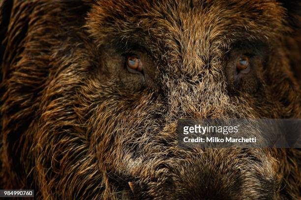 wildboar - pig snout stock pictures, royalty-free photos & images