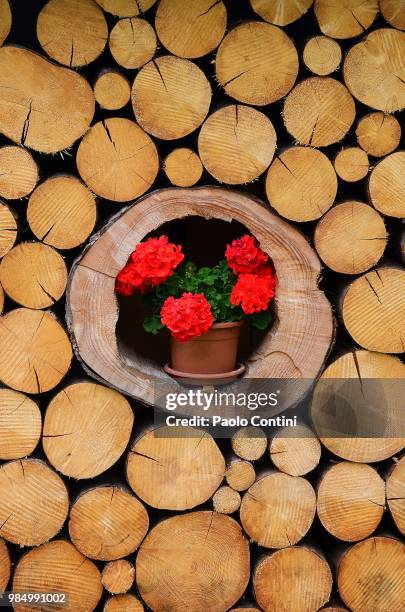 trentino typical ornament - snipefish stock pictures, royalty-free photos & images