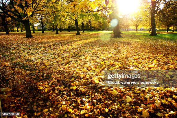 lazy and sunny day at hyde park - vahn stock pictures, royalty-free photos & images