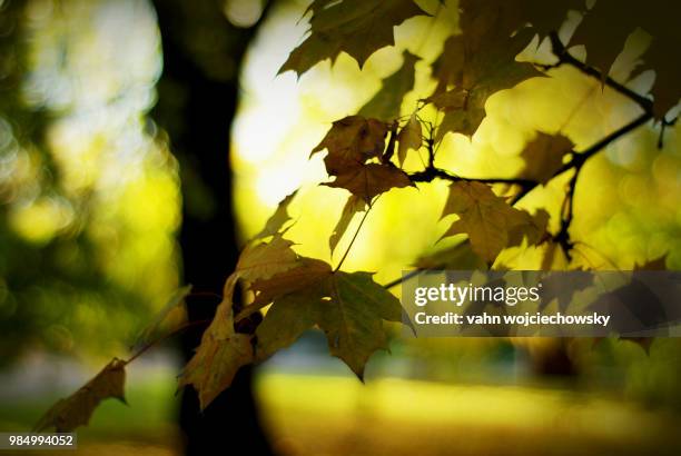 old dark leaves - vahn stock pictures, royalty-free photos & images