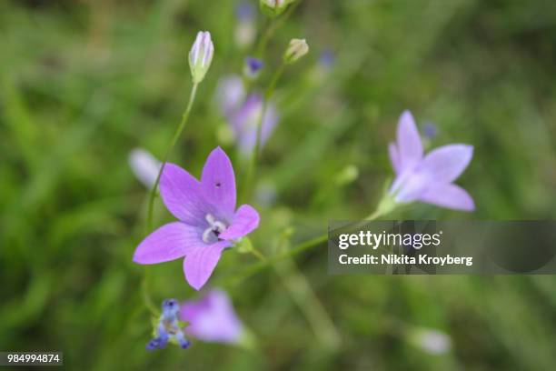 purple flower - acederilla fotografías e imágenes de stock