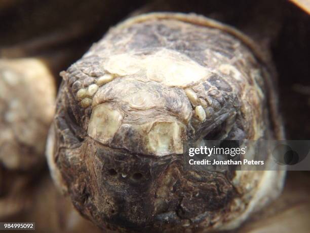 pebbles the tortoise - tortoise stock pictures, royalty-free photos & images