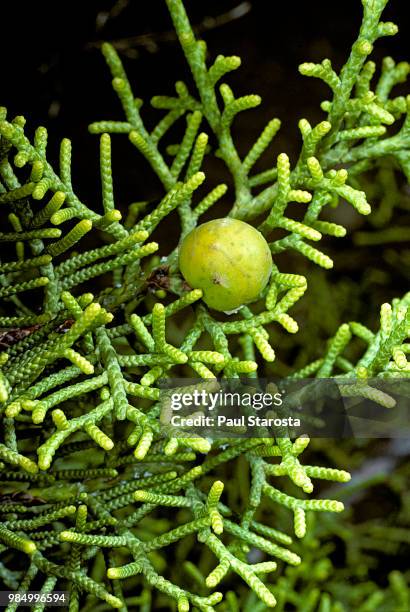 juniperus phoenicea (genévrier de phénicie)- cone - juniperus phoenicea stock pictures, royalty-free photos & images