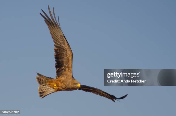 souring bird of prey - kite bird stock-fotos und bilder