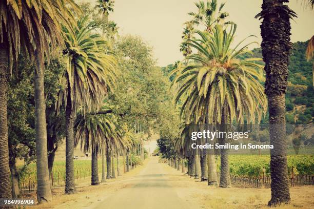 palm tree lined road to vineyard - palm tree lined street stock pictures, royalty-free photos & images