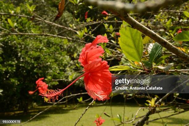 ouro vermelho - vermelho stock pictures, royalty-free photos & images