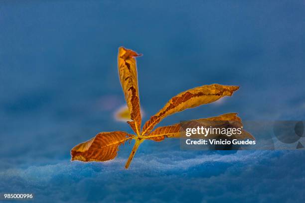 Insect Allein 1,831 Allein Stock Photos, High-Res Pictures, and Images - Getty Images