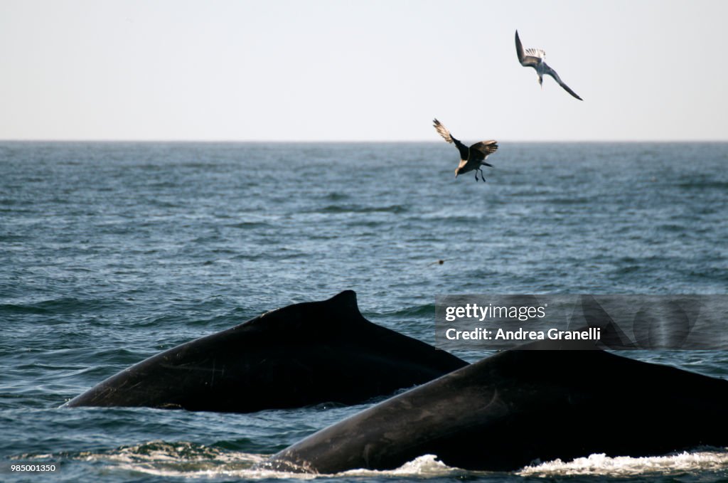 Whale