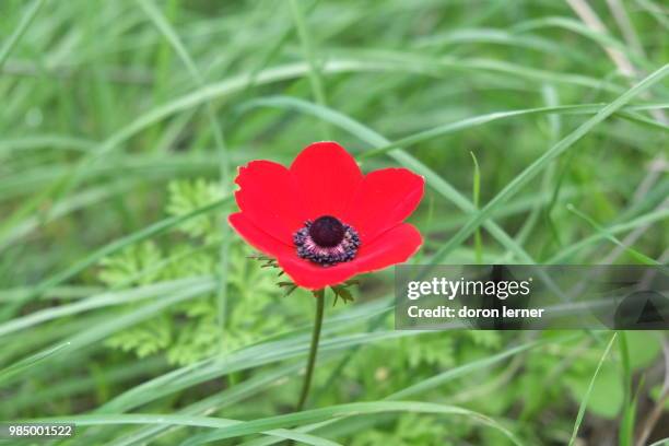 anemone - doron stock pictures, royalty-free photos & images
