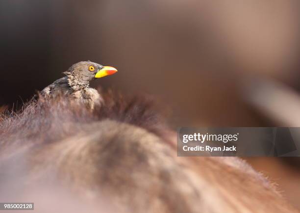 yellow billed oxpecker - yellow billed oxpecker stock pictures, royalty-free photos & images