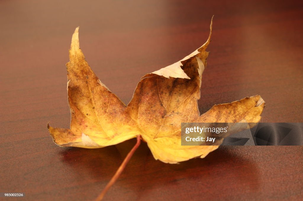 A leaf on the desk