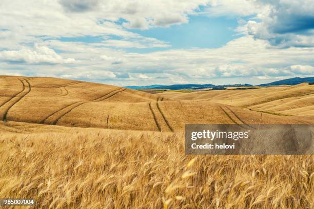 toscana landschap en tarwe veld - wheat stockfoto's en -beelden