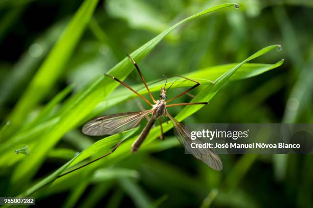 mosquito gigante - gigante stockfoto's en -beelden