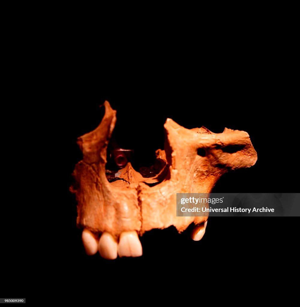 Cannibalised face found at Gough's Cave.
