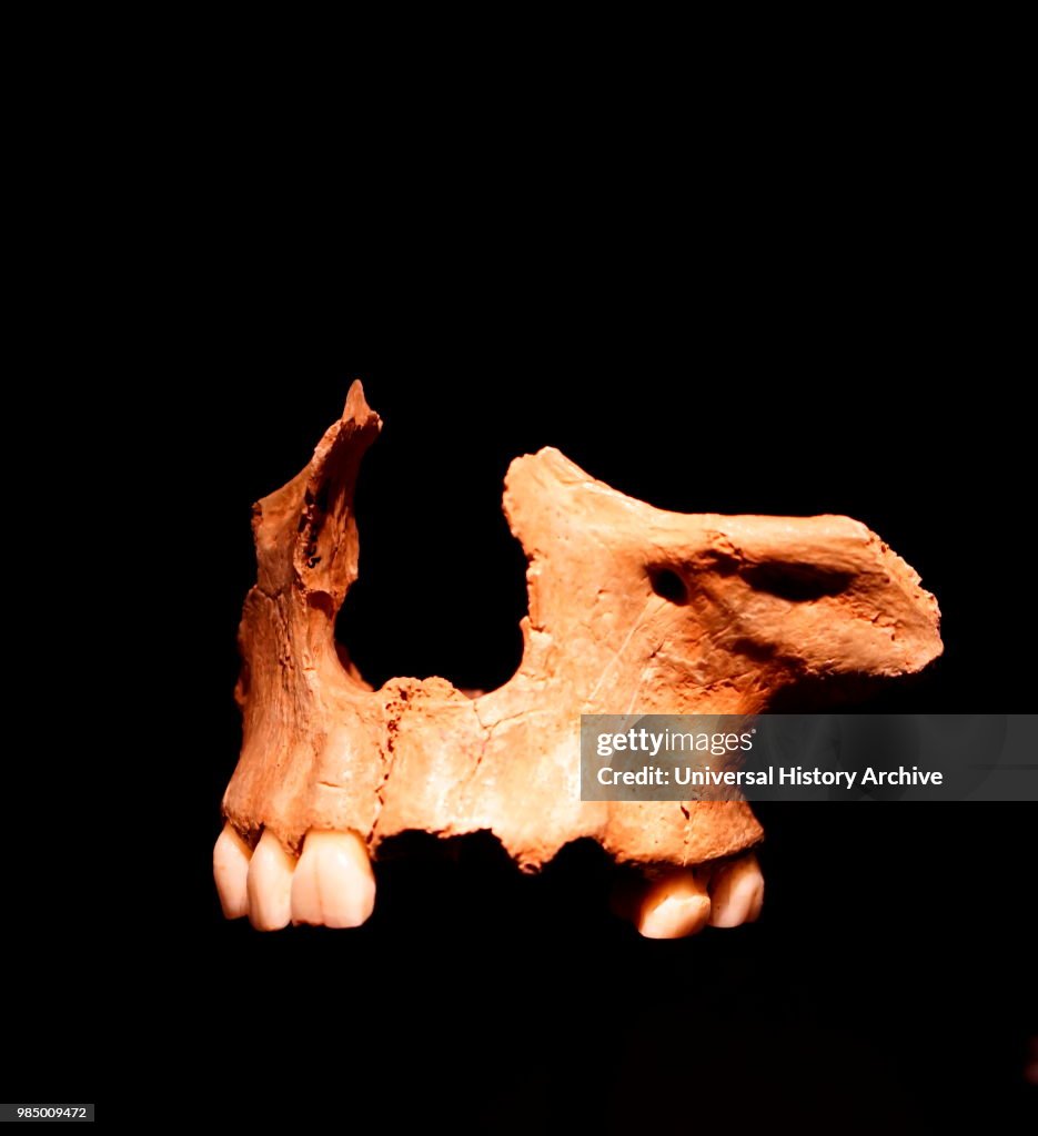 Cannibalised face found at Gough's Cave.