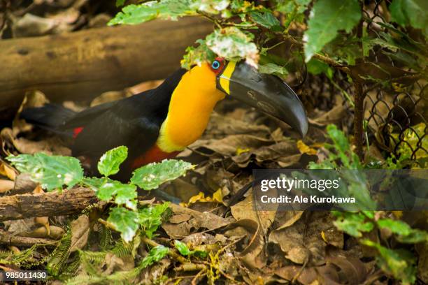 tucano - tucano stock pictures, royalty-free photos & images