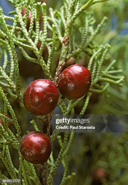 juniperus phoenicea (phoenician juniper) - cones - juniperus phoenicea stock pictures, royalty-free photos & images