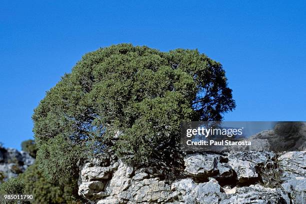 juniperus phoenicea (phoenician juniper) - juniperus phoenicea stock pictures, royalty-free photos & images