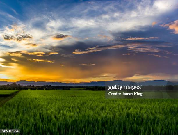 Really Rice Sunset King Rice Photos and Premium High Res Pictures - Getty Images