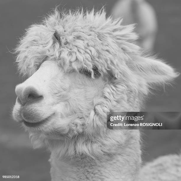 the soft - lorenzo llamas stock pictures, royalty-free photos & images