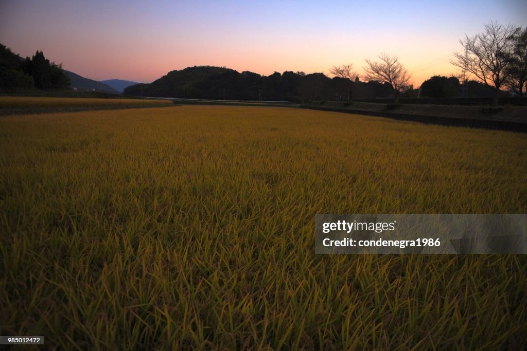 A golden rice field in Kameoka 2