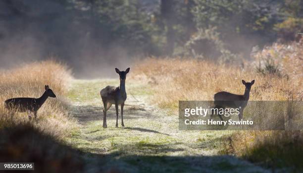 fallow deer crossing a firebreak - deer crossing stock pictures, royalty-free photos & images