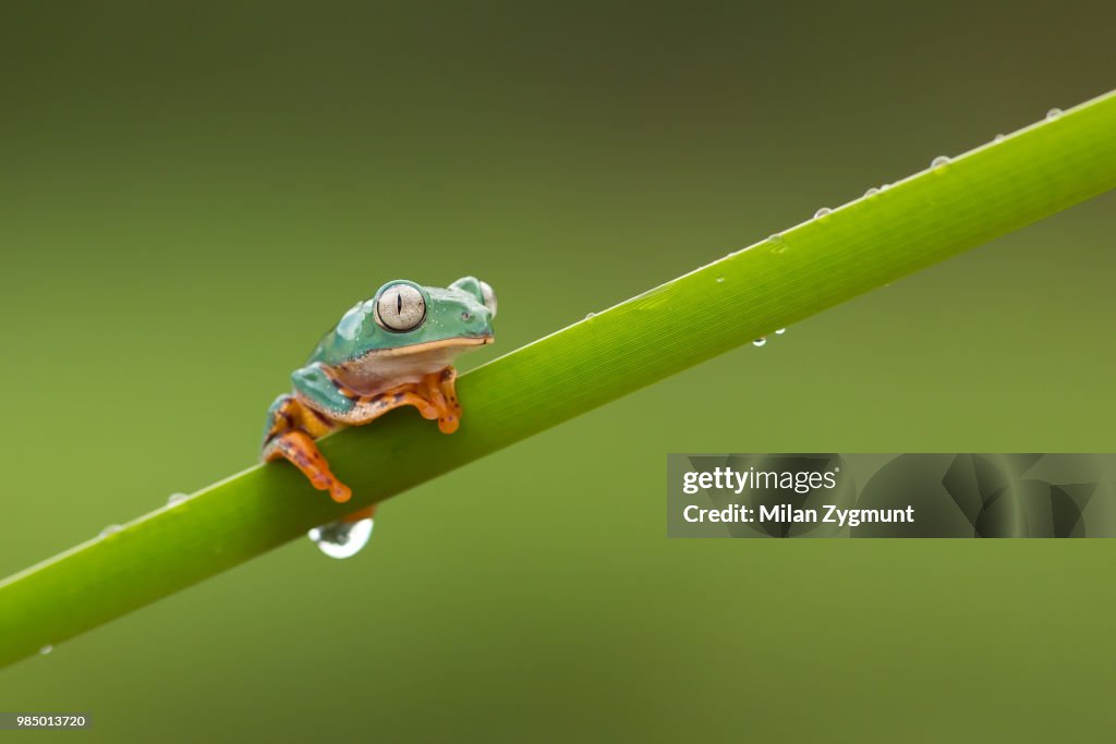 Barred Leaf Frog