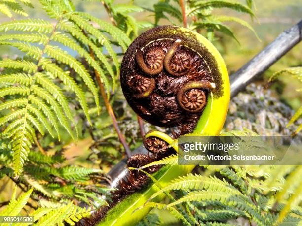 silver fern - silver fern stock pictures, royalty-free photos & images