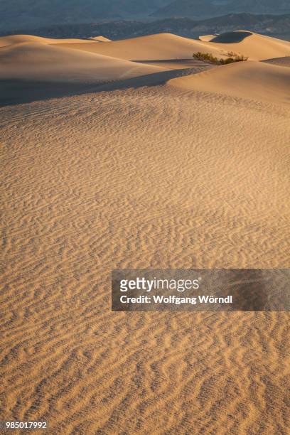 mesquite dunes - wolfgang wörndl - fotografias e filmes do acervo