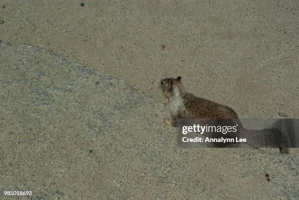 squirrel - black tailed prairie dog stock pictures, royalty-free photos & images