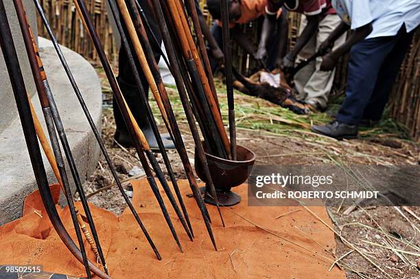 Members of a Toroo delegation sacrifice a goat during a ceremony of special spears in honor of King Oyo Nyimba Kabamba Iguru Rukidi IV in the western...