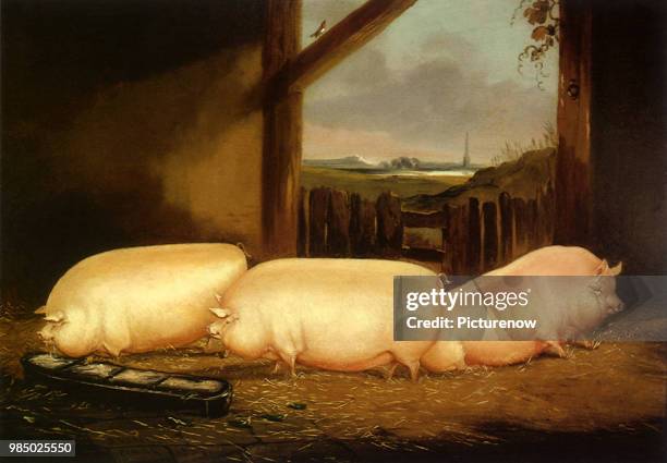 Three Middle White Sows, Vine, John.