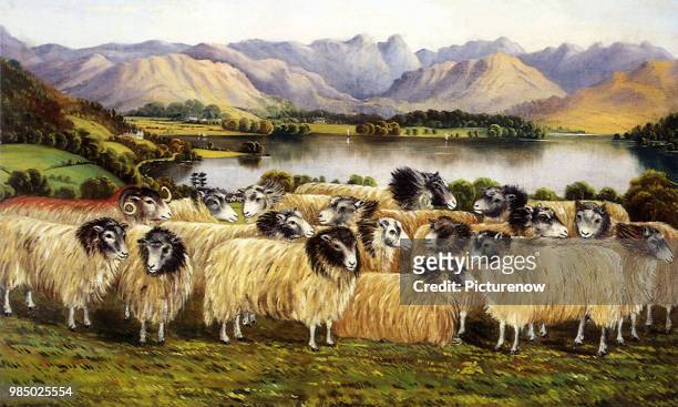 Flock of Herdwick Sheep at Windermere Seen From Low Wood, Longmire, Taylor.