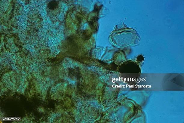 pollen grain germination on the stigma - comportamientos de la flora fotografías e imágenes de stock