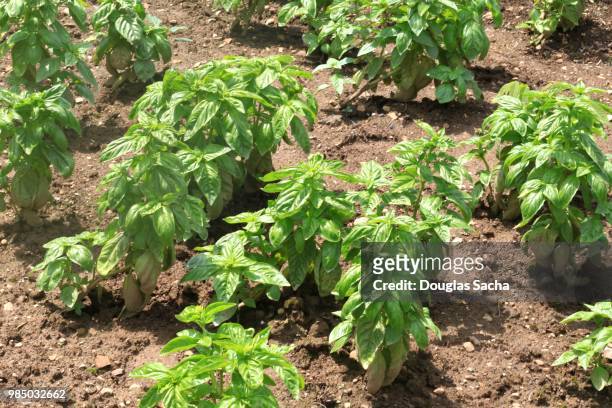 basil spice plant (ocimum basilicum) - spice store stock pictures, royalty-free photos & images