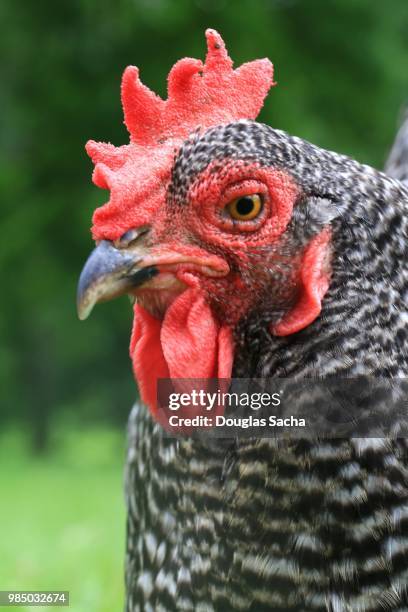 portrait of a plymouth rock chicken (gallus gallus domesticus) - gallus gallus stock pictures, royalty-free photos & images