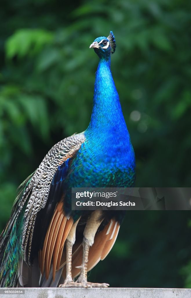 Colorful Peacock Indian Blue Peafowl High-Res Stock Photo Getty