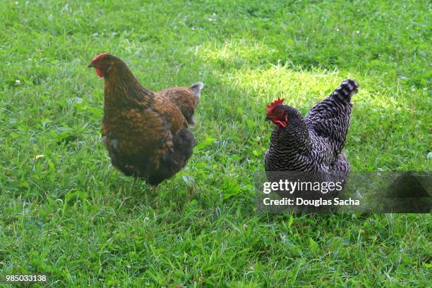 free range chickens (gallus gallus domesticus) - gallus gallus stock pictures, royalty-free photos & images
