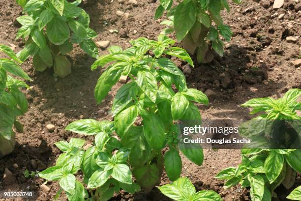 herb garden of basil plants (ocimum basilicum) - spice store stock pictures, royalty-free photos & images