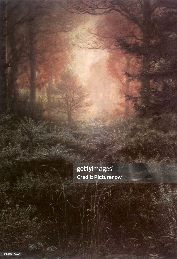Woods Misted with Dew