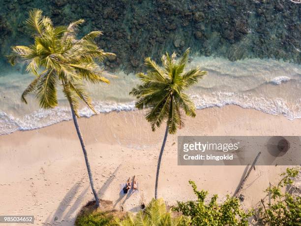 couple sitting on the tropical beach under two palm trees - aerial beach view sunbathers stock pictures, royalty-free photos & images
