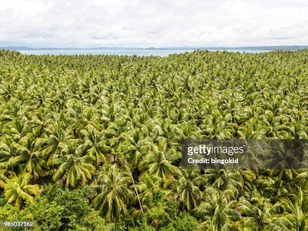tropical landscape with palm tree forest and ocean in the background - west sumatra province stock pictures, royalty-free photos & images