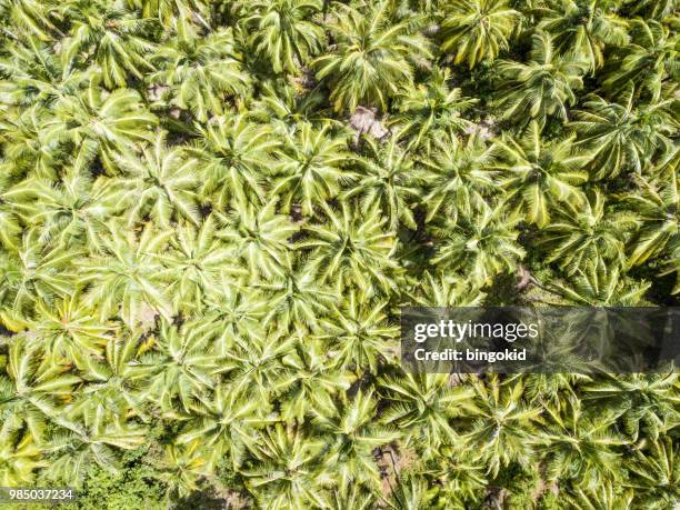 palm trees from directly above - west sumatra province stock pictures, royalty-free photos & images