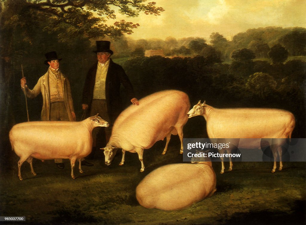 Freestone and Prize Rams